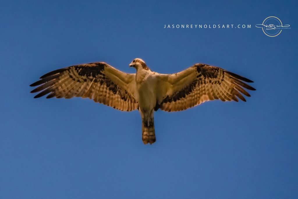 Osprey — Head-On Flight