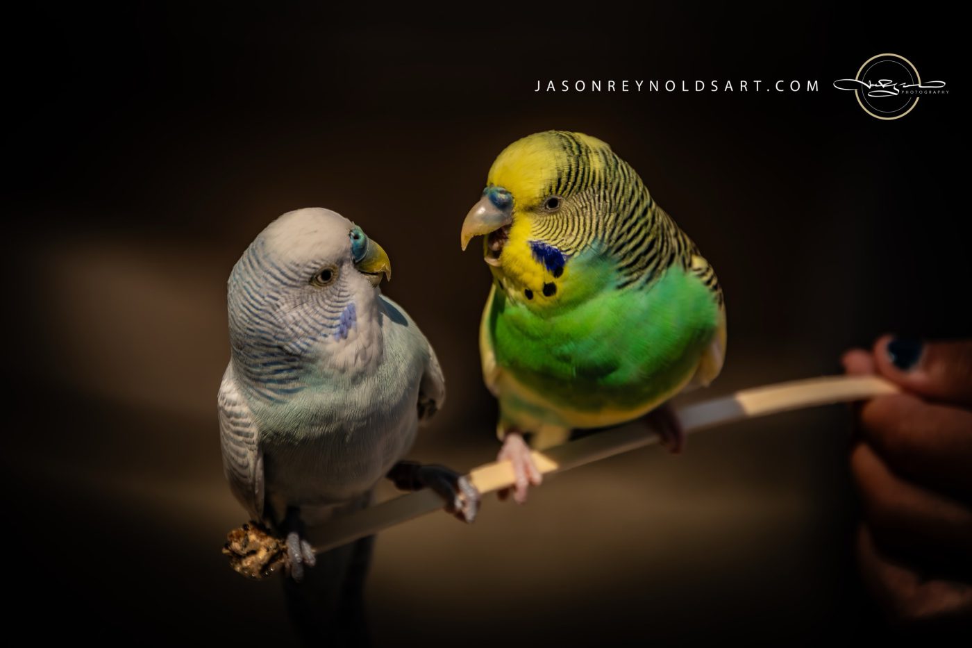 Pair of Budgerigars on a Handheld Perch