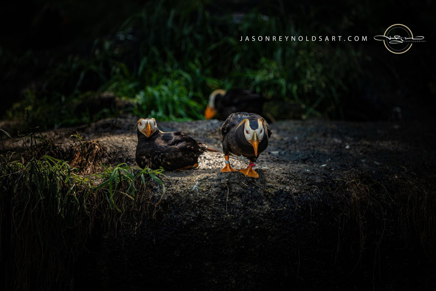 Pair of Puffins on a Rocky Ledge