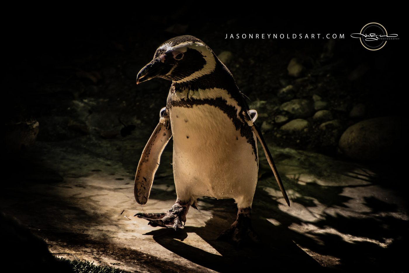 Penguin in a Shaft of Light