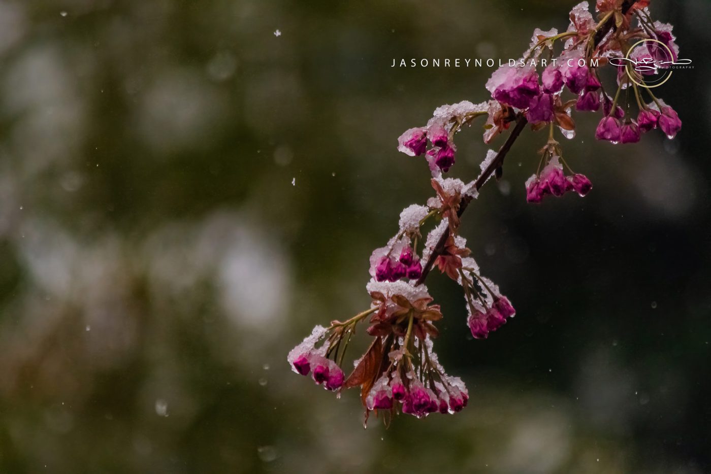 Pink cherry blossom branch dusted with snow