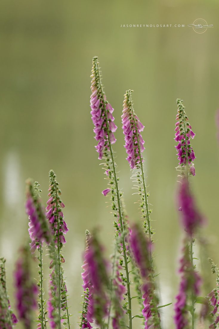 Pink Foxglove Spires