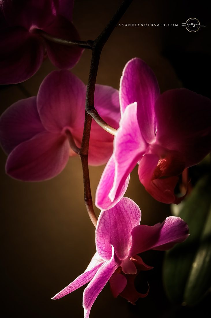 Pink Orchid Close-Up on Dark Background