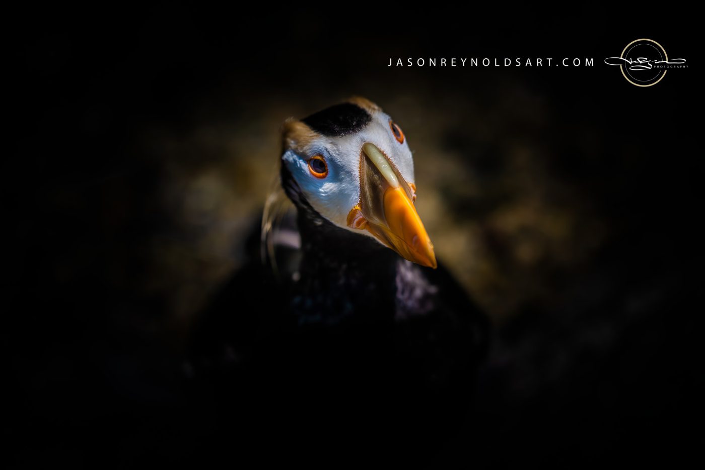 Puffin — close-up portrait