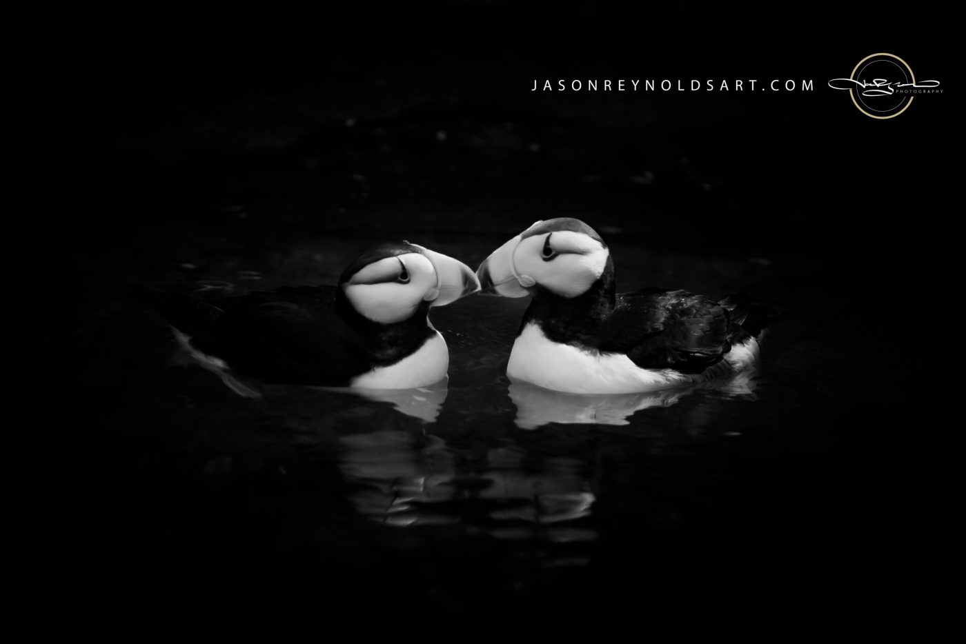 Puffin Pair Touching Bills — Low‑Key Portrait