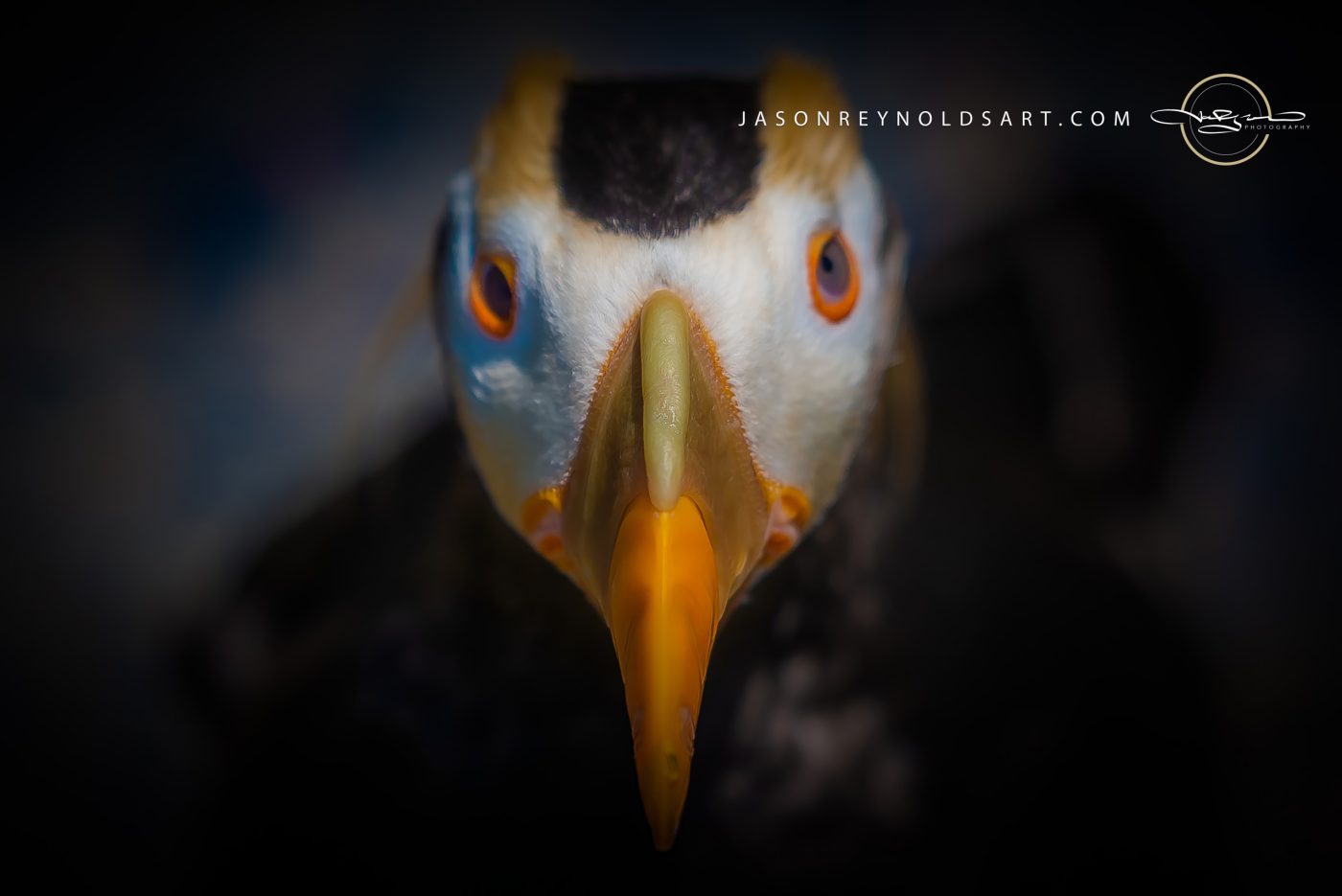 Puffin Portrait — Frontal Close-Up