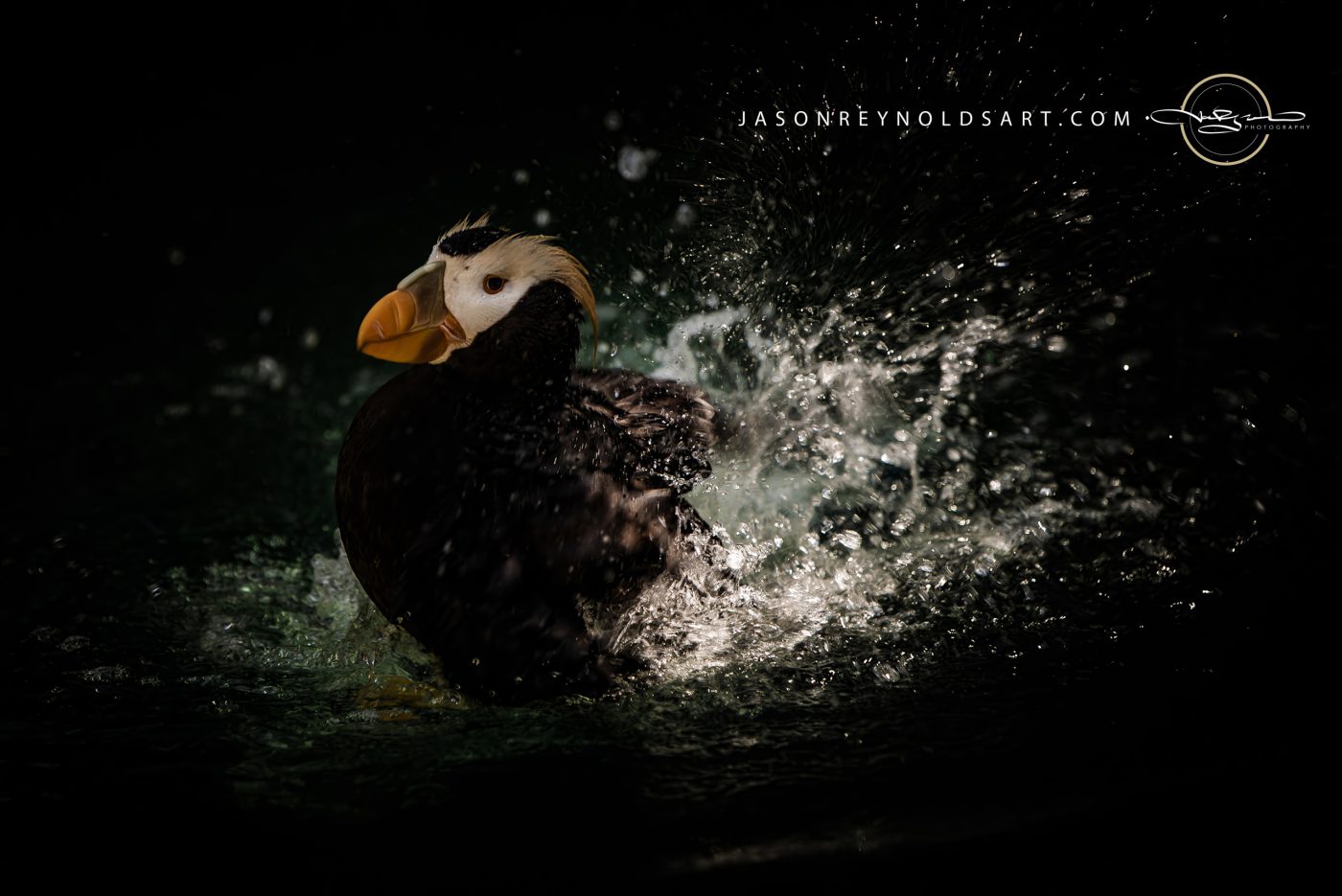 Puffin Splashing in Dark Water