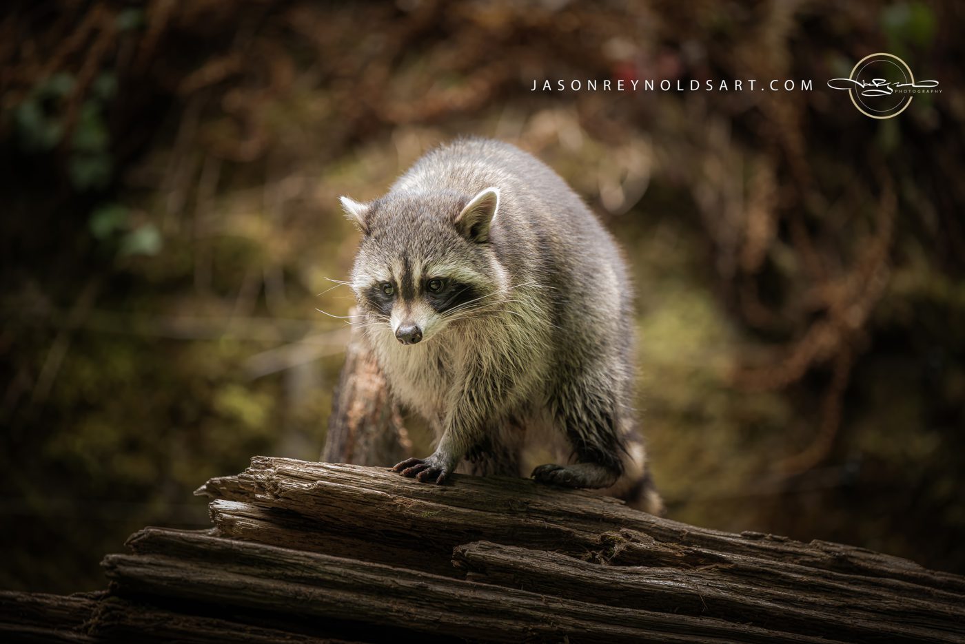Raccoon on a Fallen Log