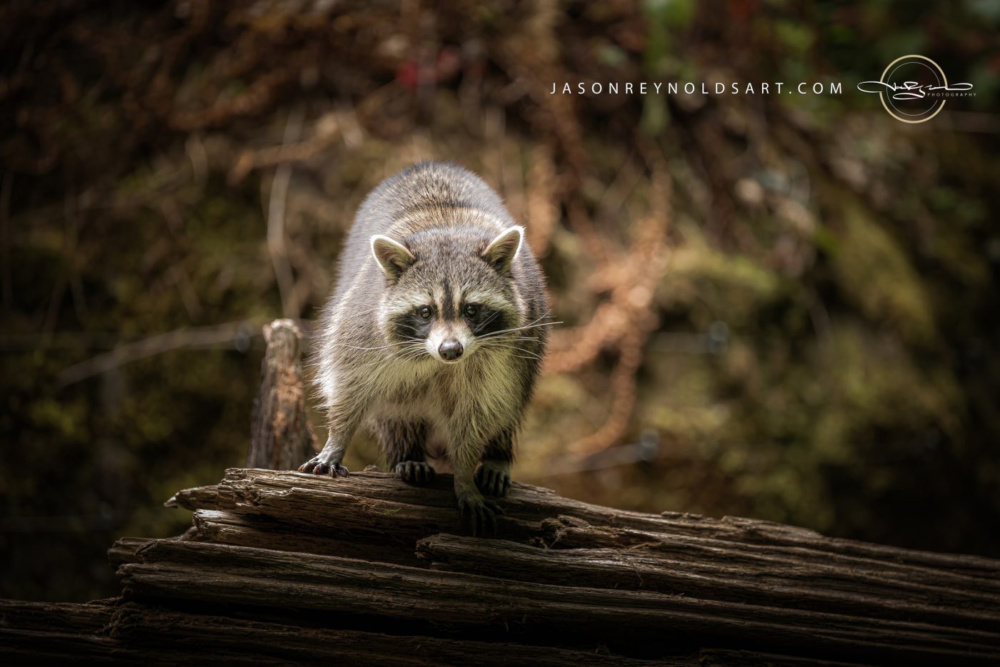 Raccoon on Mossy Log