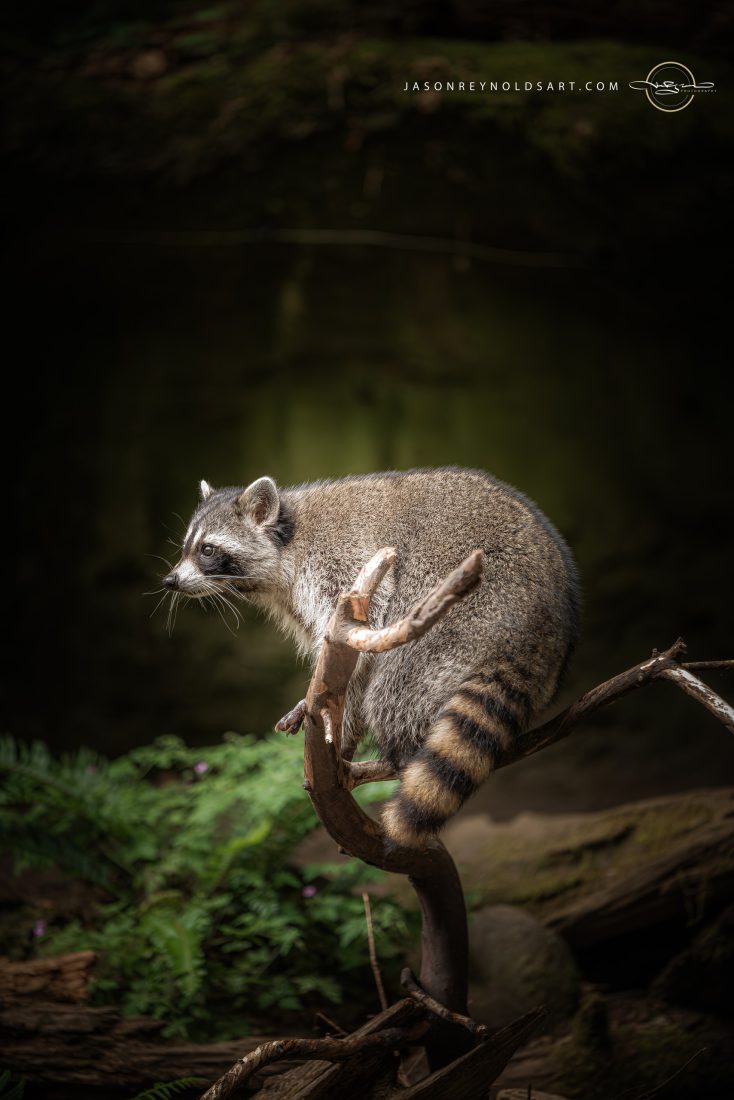 Raccoon Perched on Curled Branch