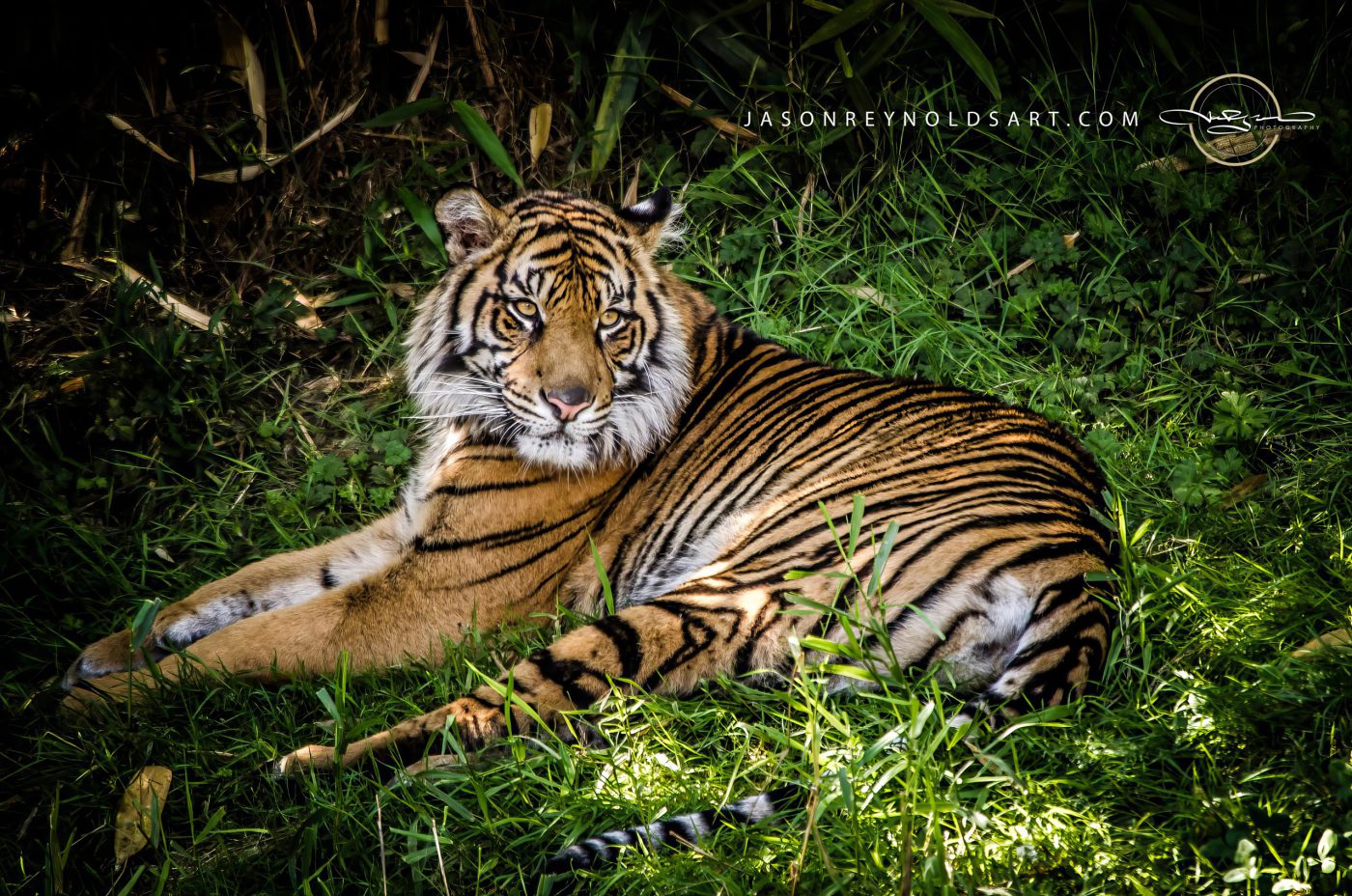 Reclining Tiger in Sunlit Grass