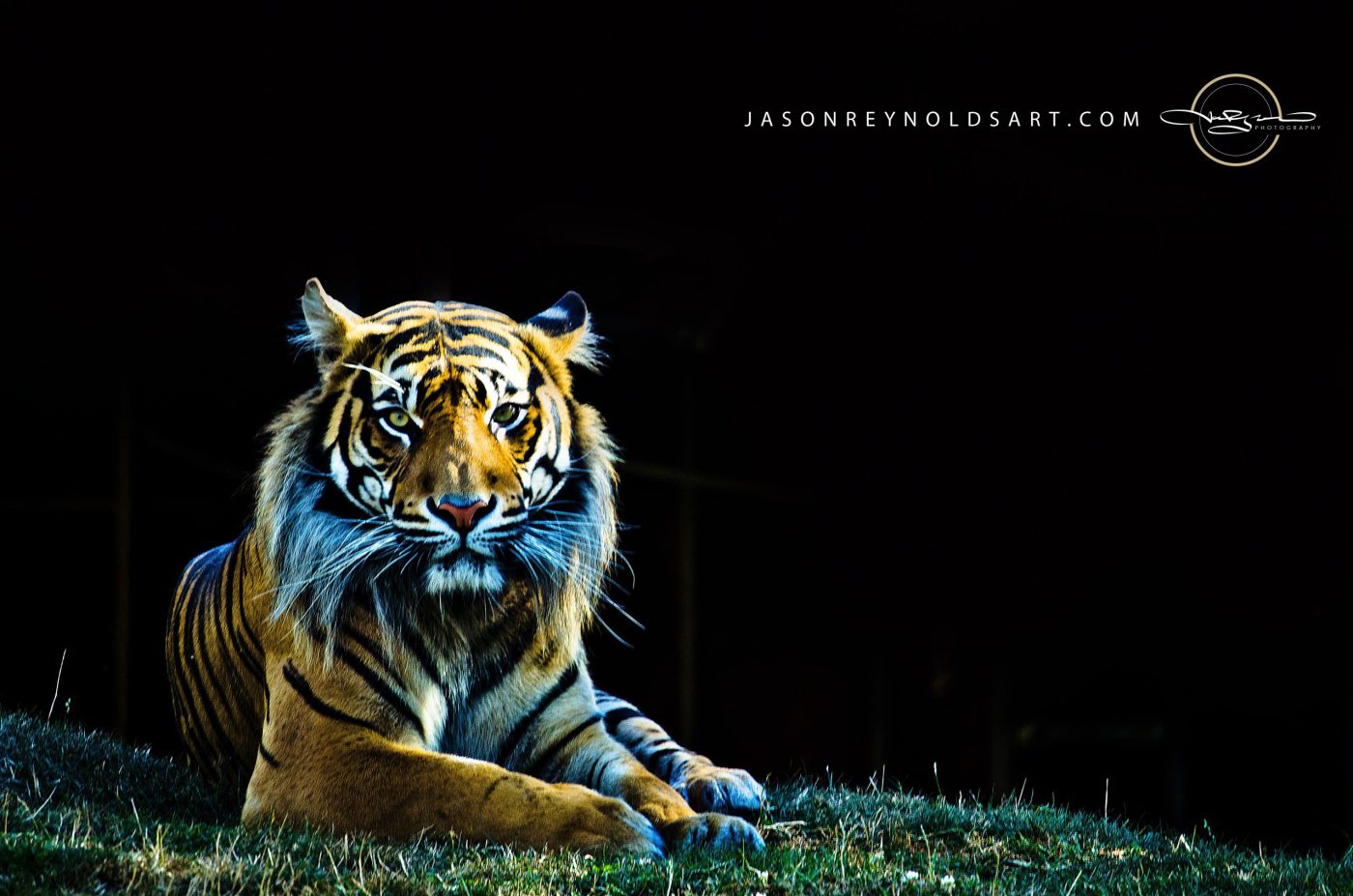 Reclining Tiger Portrait