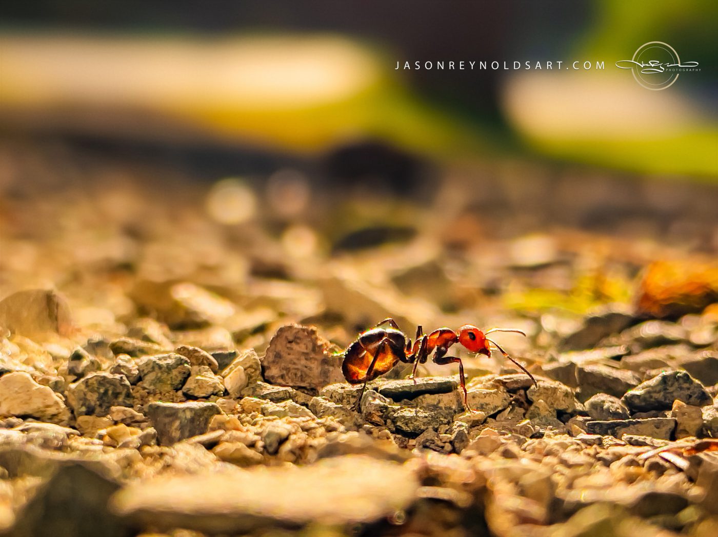 Red Ant on Sunlit Gravel