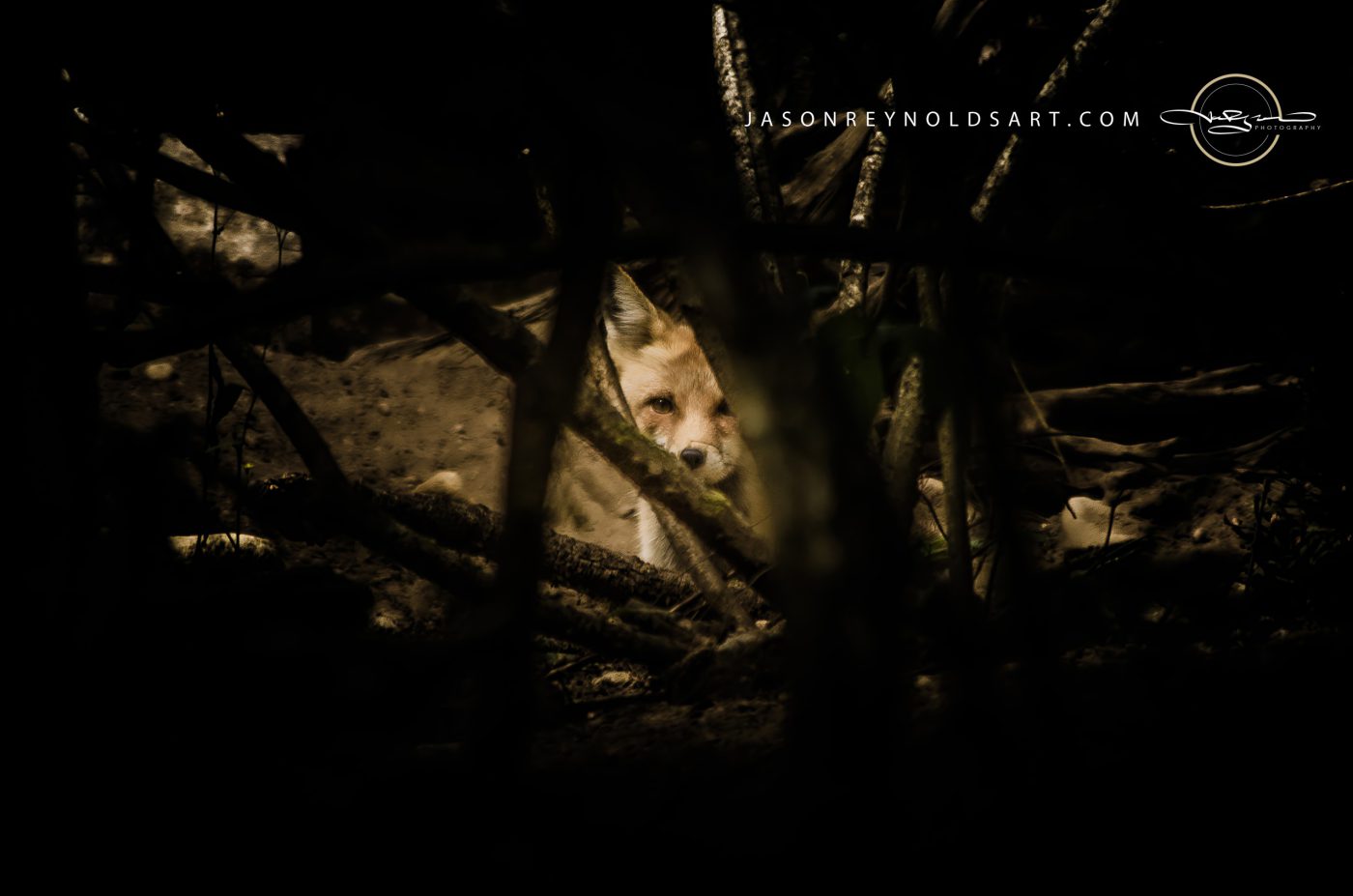 Red Fox Peeking Through Forest Thicket