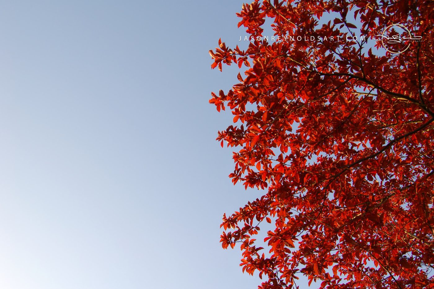 Red Leaves Against Clear Blue Sky