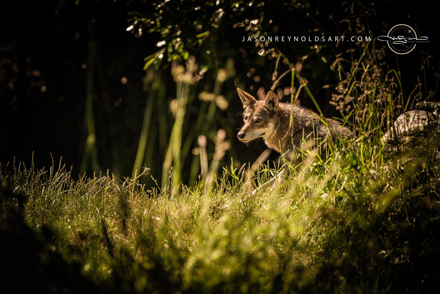 Red Wolf in Sunlit Grasses