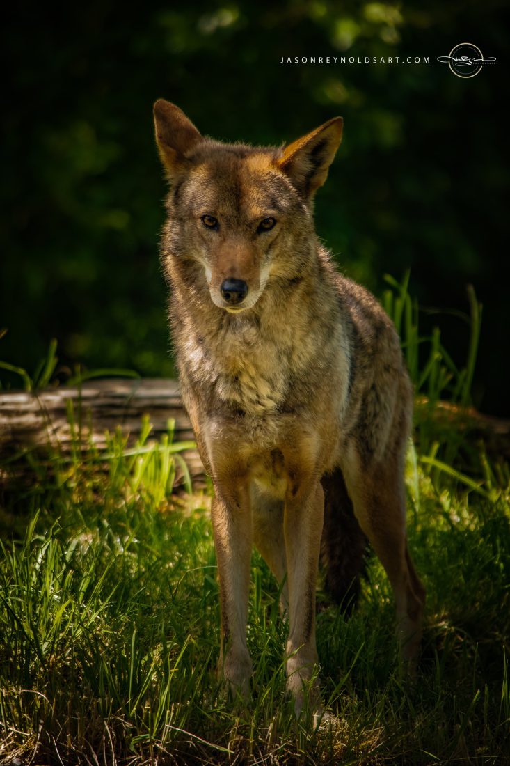 Red Wolf Portrait Standing in Sunlit Grass