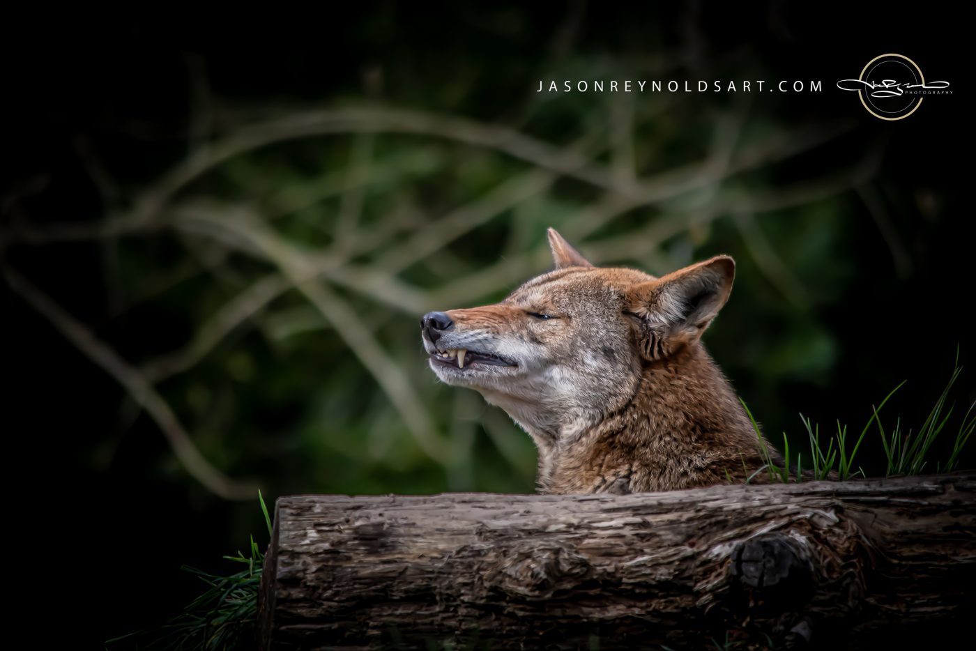 Red Wolf Profile Over Weathered Log