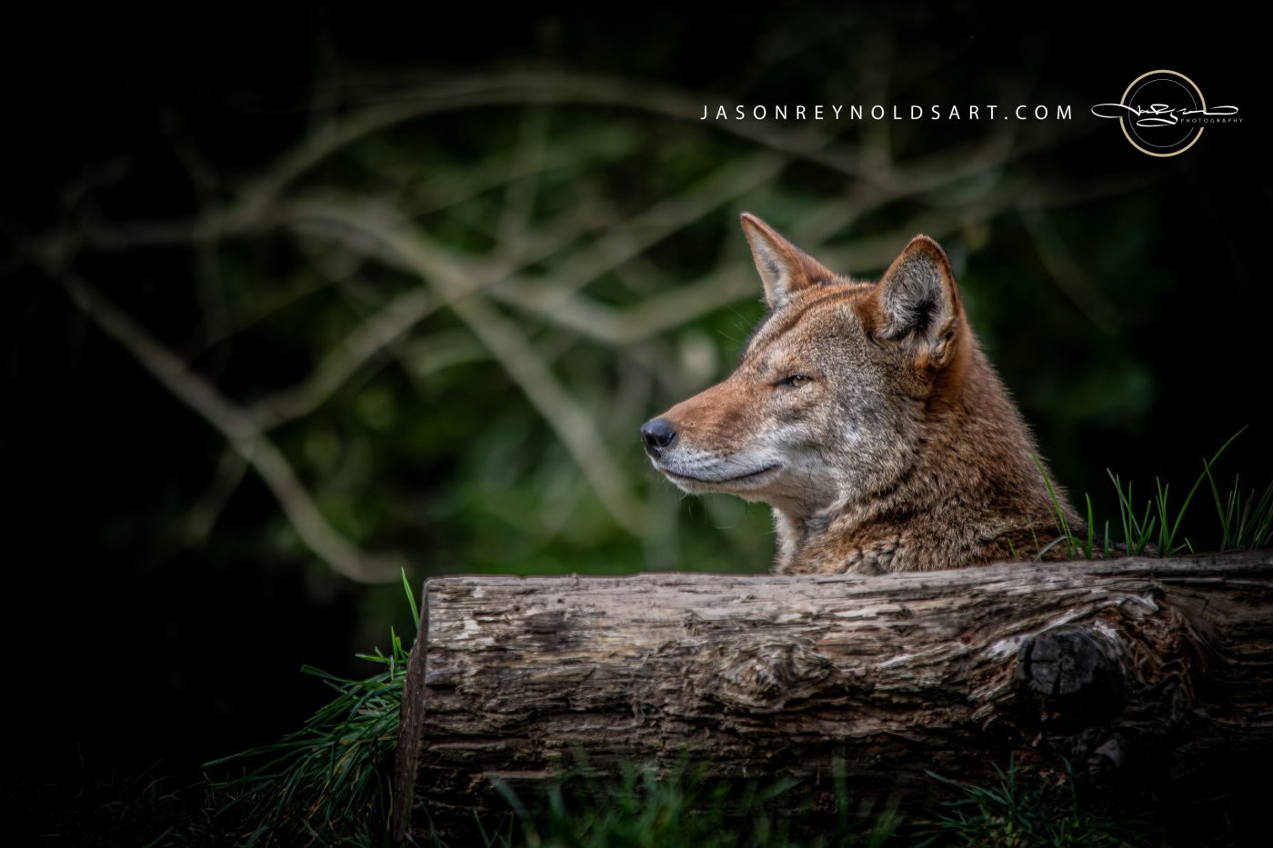 Red Wolf Profile Resting Behind a Log