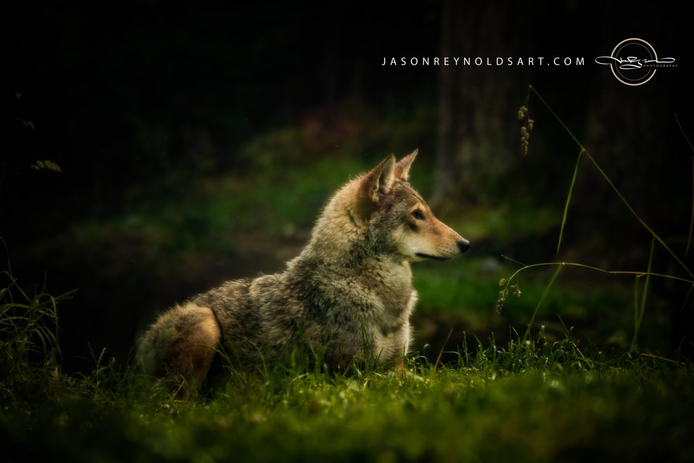 Red Wolf resting at forest edge