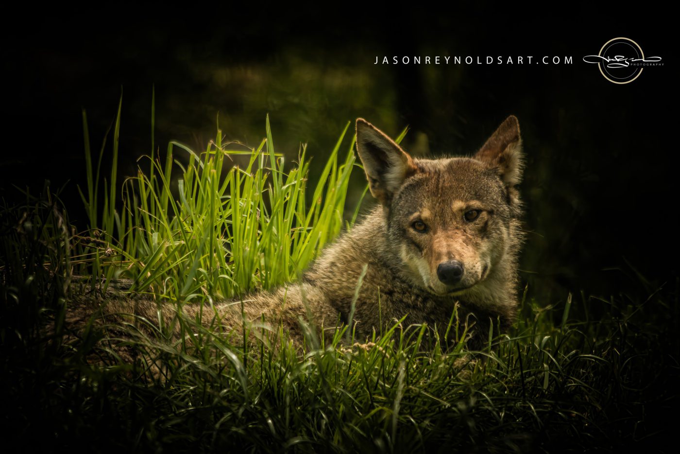 Red WOlf Resting in Tall Grass