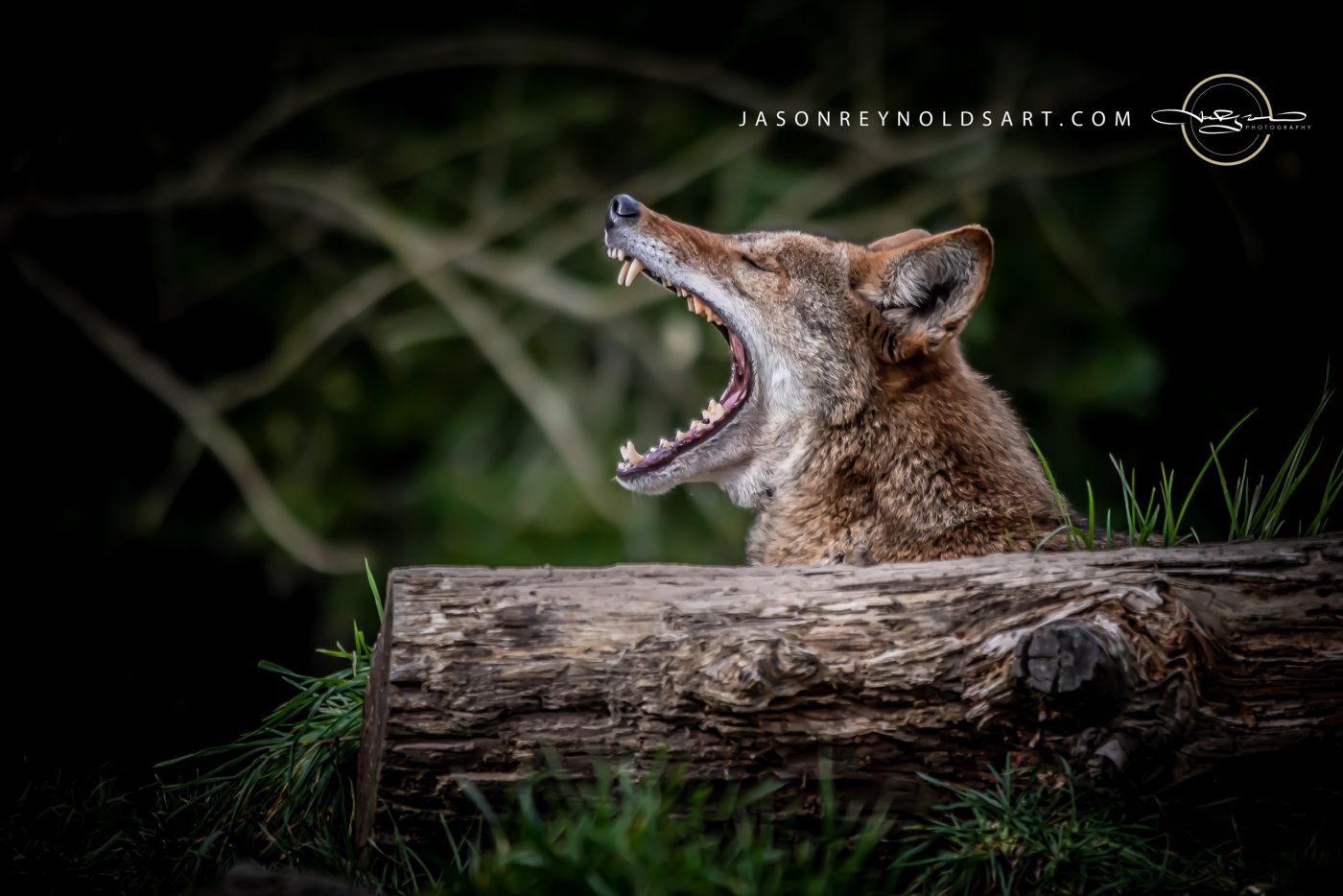 Red Wolf Yawning Over Log