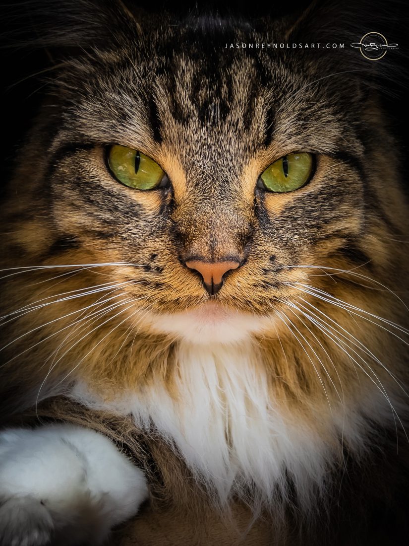 Regal Green-Eyed Tabby Close-Up