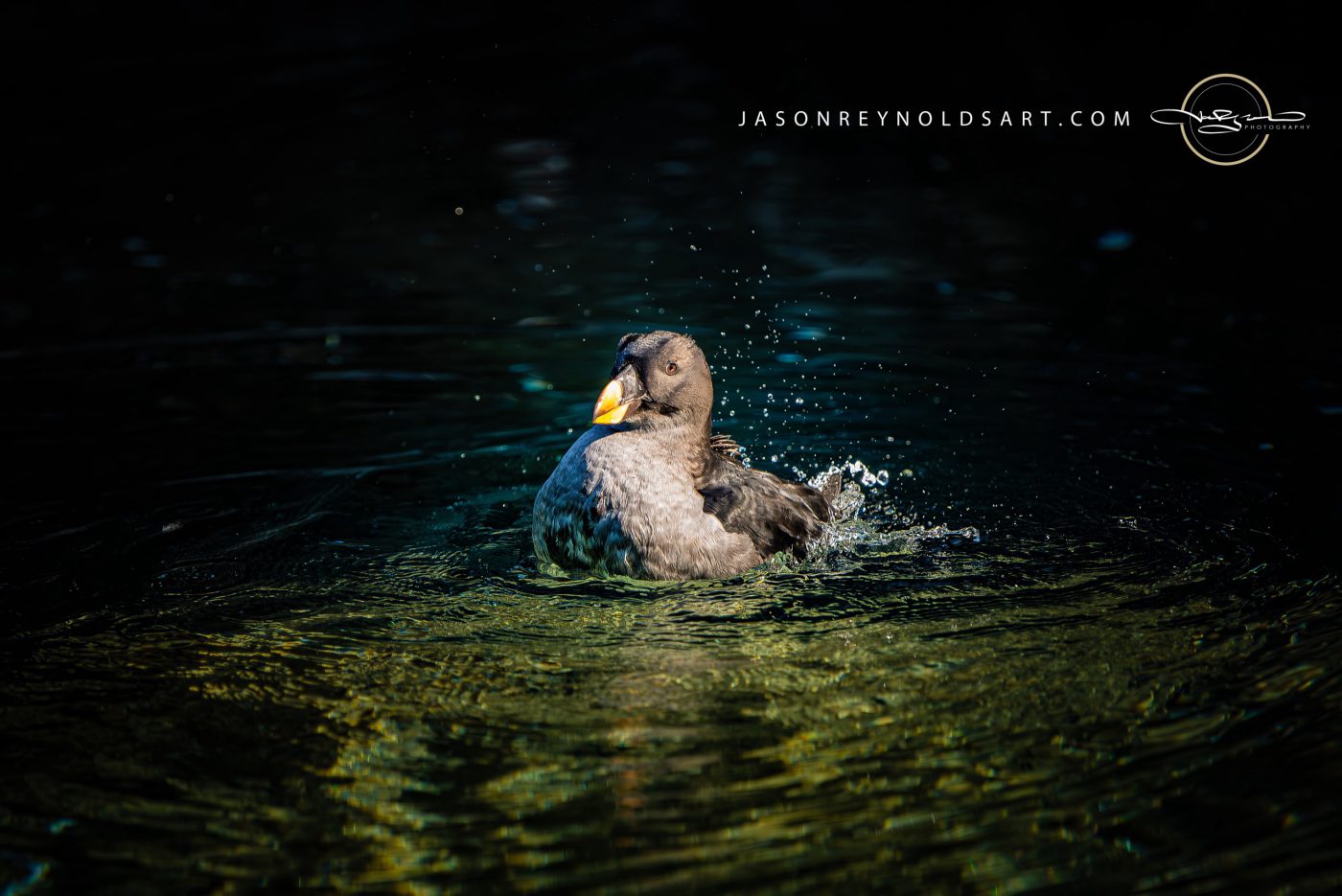 Sea Duck with Bright Orange Bill on Dark Water