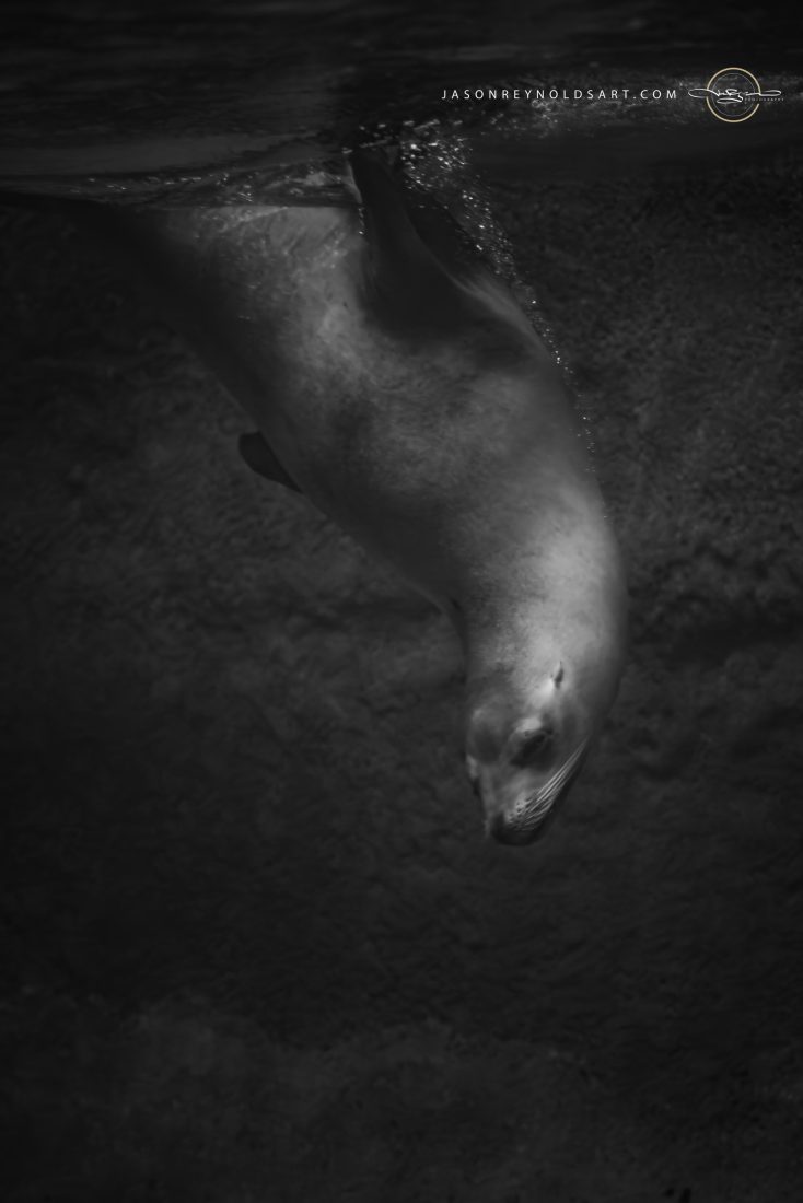 Sea Lion Underwater Portrait — Monochrome