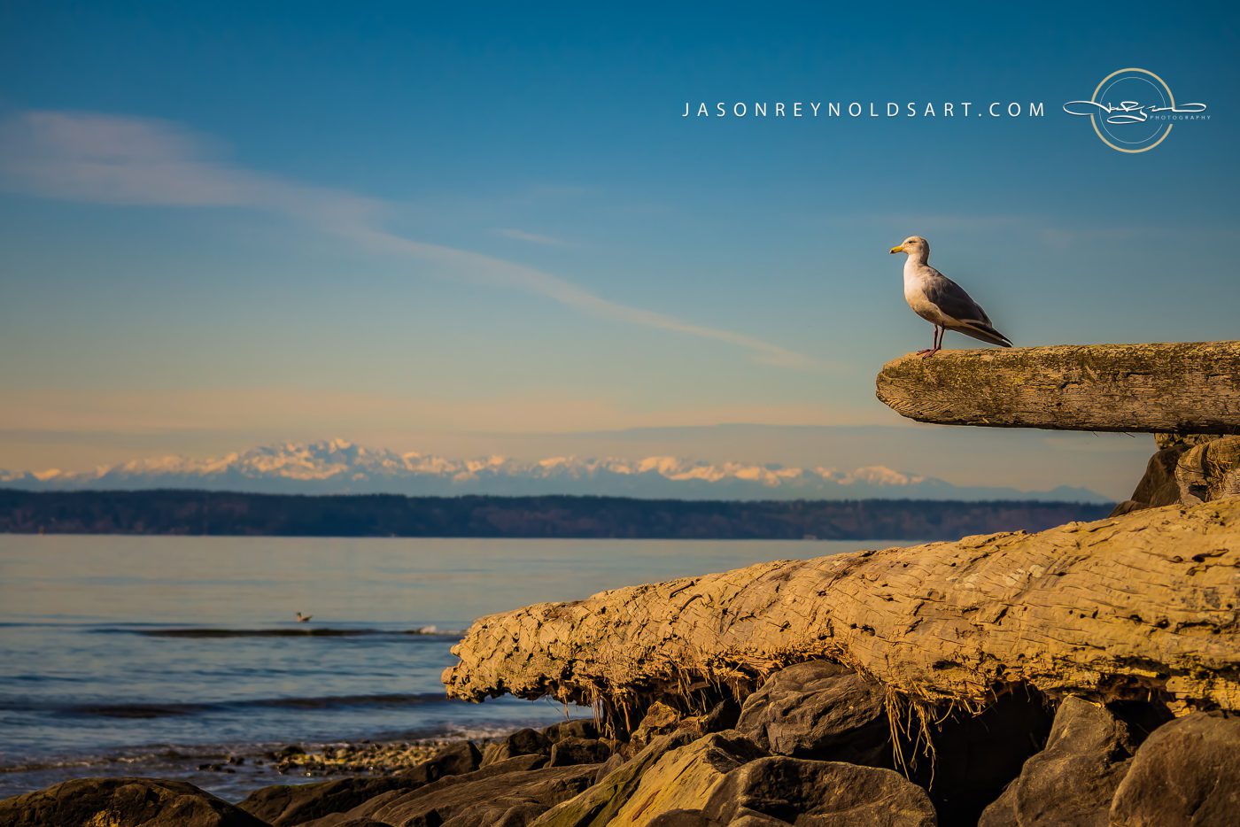 Seagull on Driftwood — Des Moines, WA