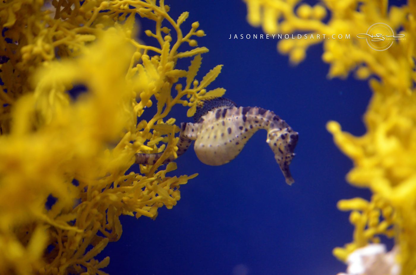 Seahorse Among Yellow Seaweed