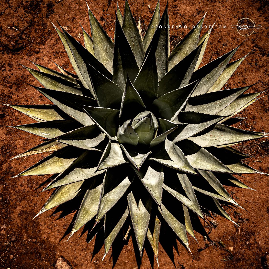 Sedona Agave Rosette, Top-Down