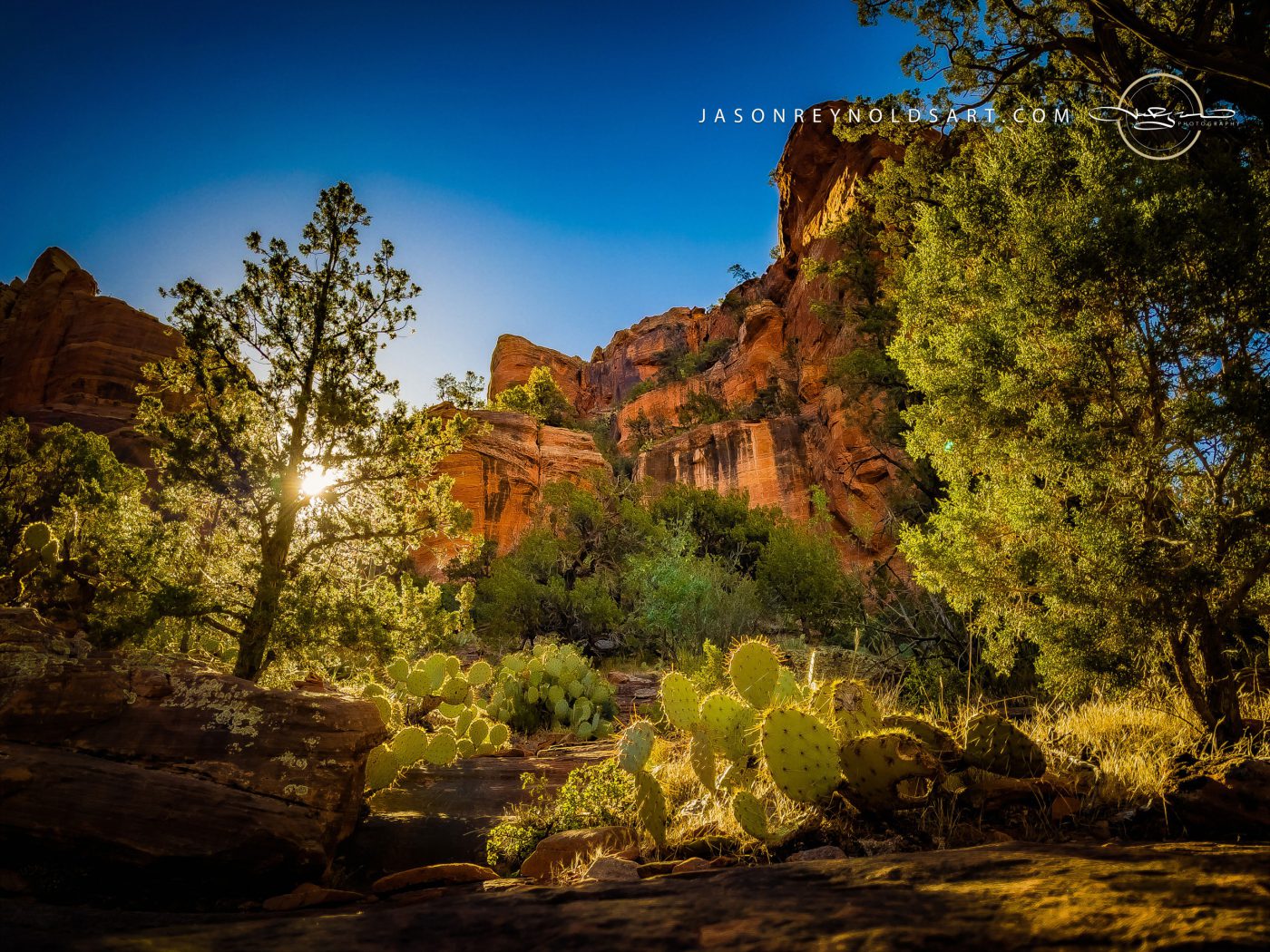 Sedona — Backlit Red Rock Canyon with Prickly Pear