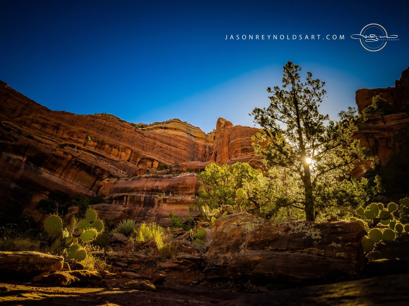 Sedona Red Rock Canyon — Backlit Juniper & Prickly Pear