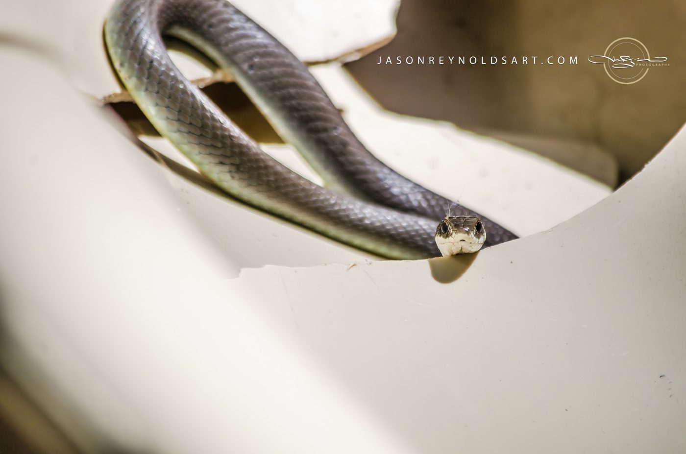 Slender dark snake peeking from torn white plastic