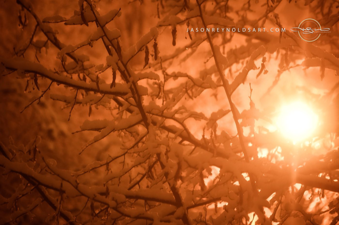 Snow-Covered Branches Backlit by Warm Light