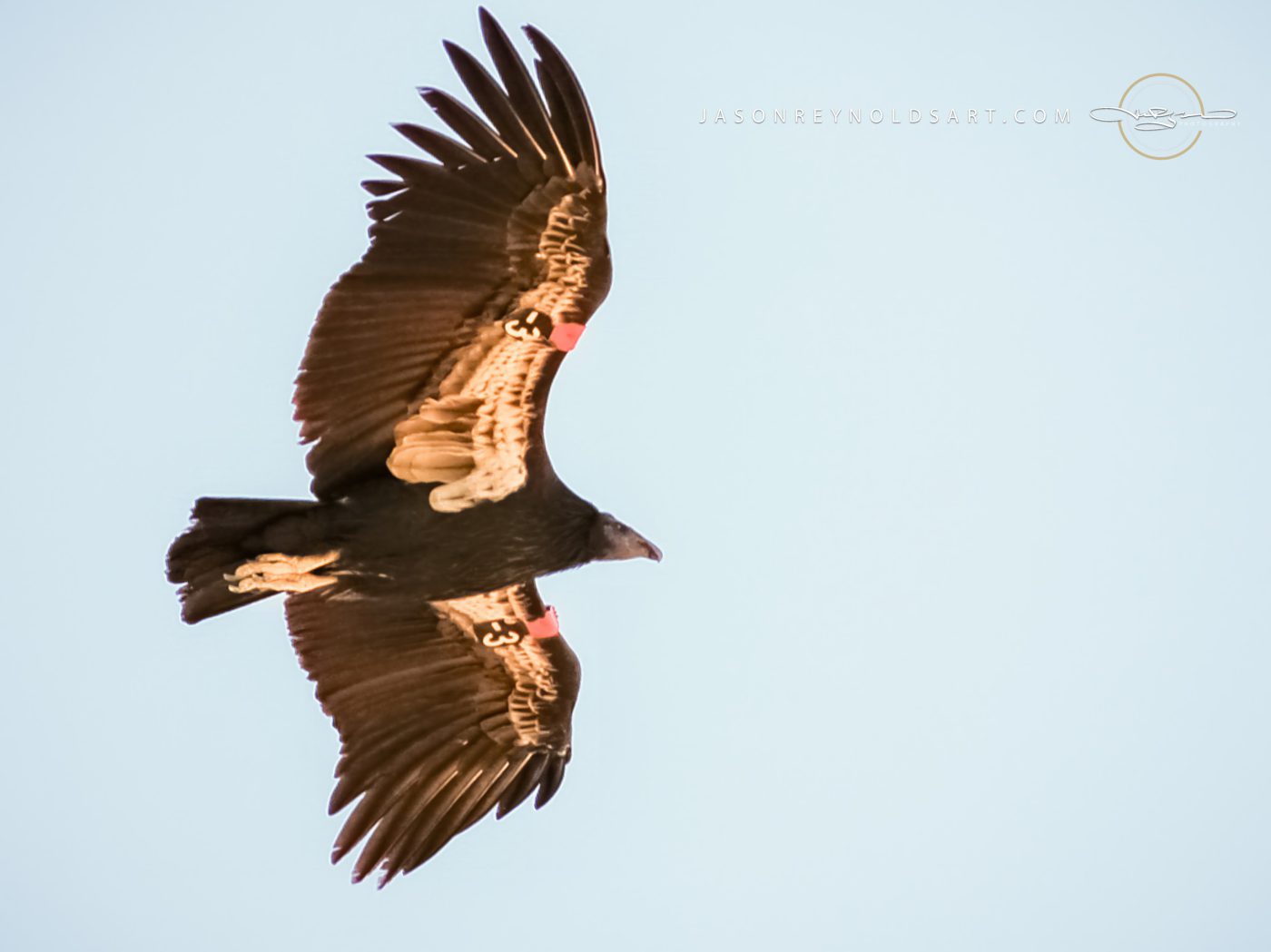 Soaring turkey vulture — underside view