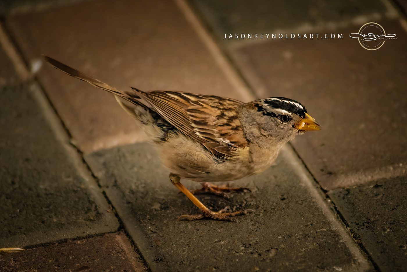 Sparrow on Brick Pavers — Close-Up