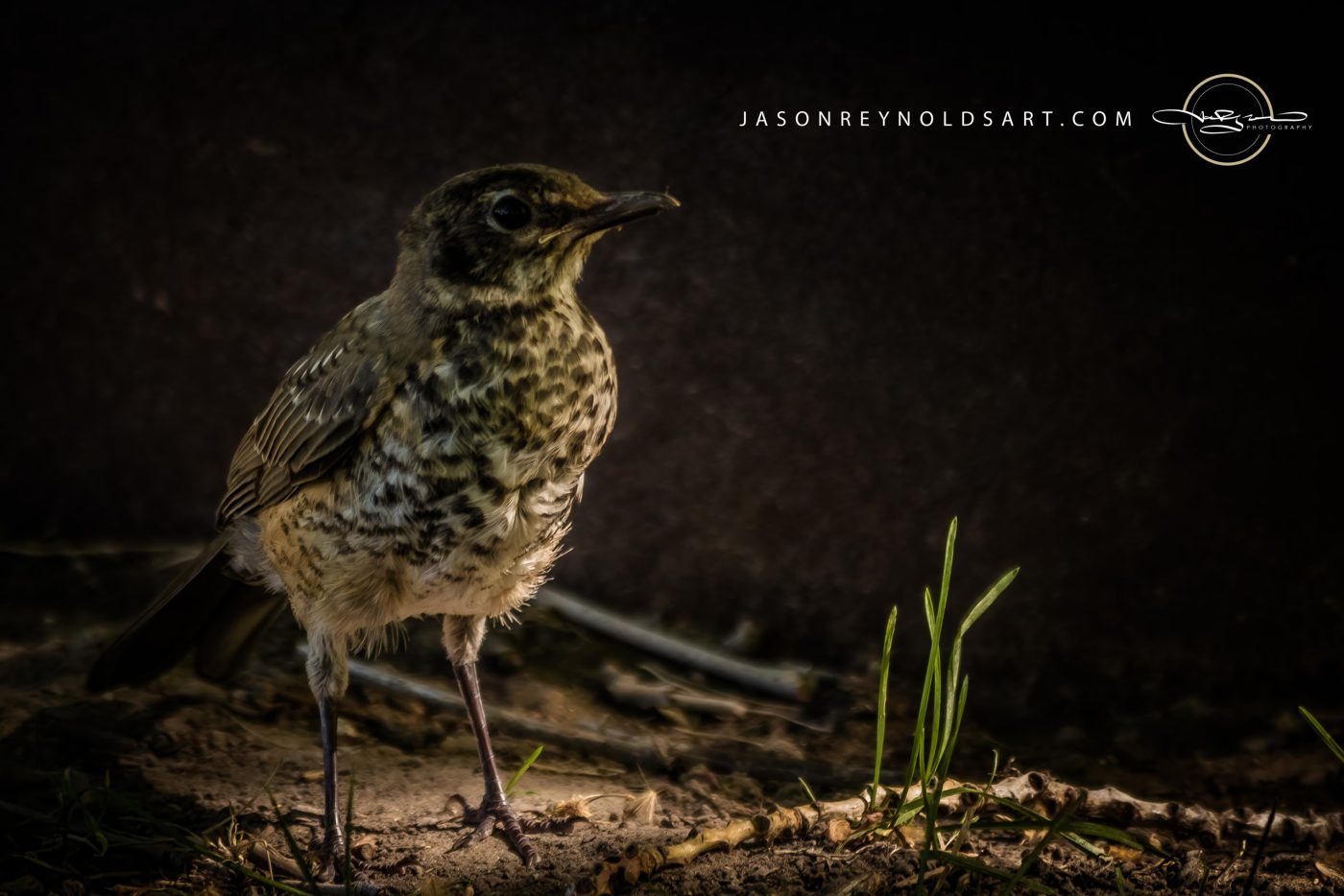 Speckled Juvenile Songbird in Low Light