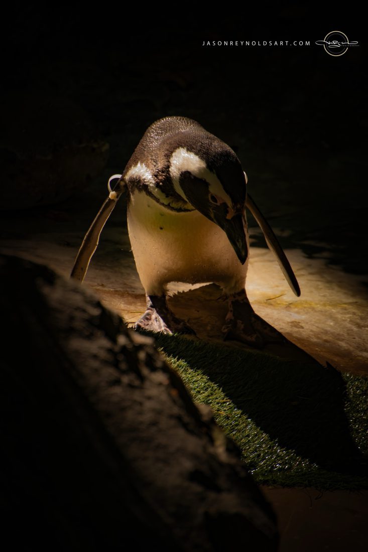 Spotlit Penguin Portrait