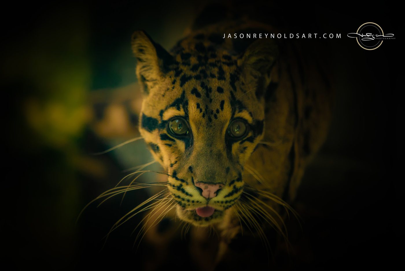 Spotted wild-cat close-up with intense gaze
