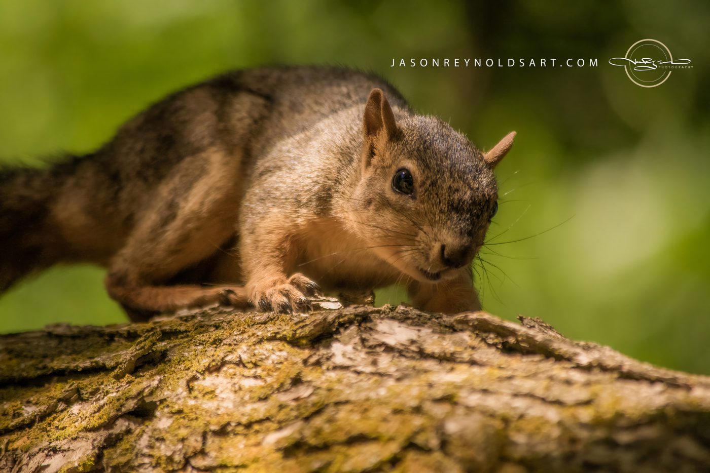 Squirrel on Mossy Tree Bark