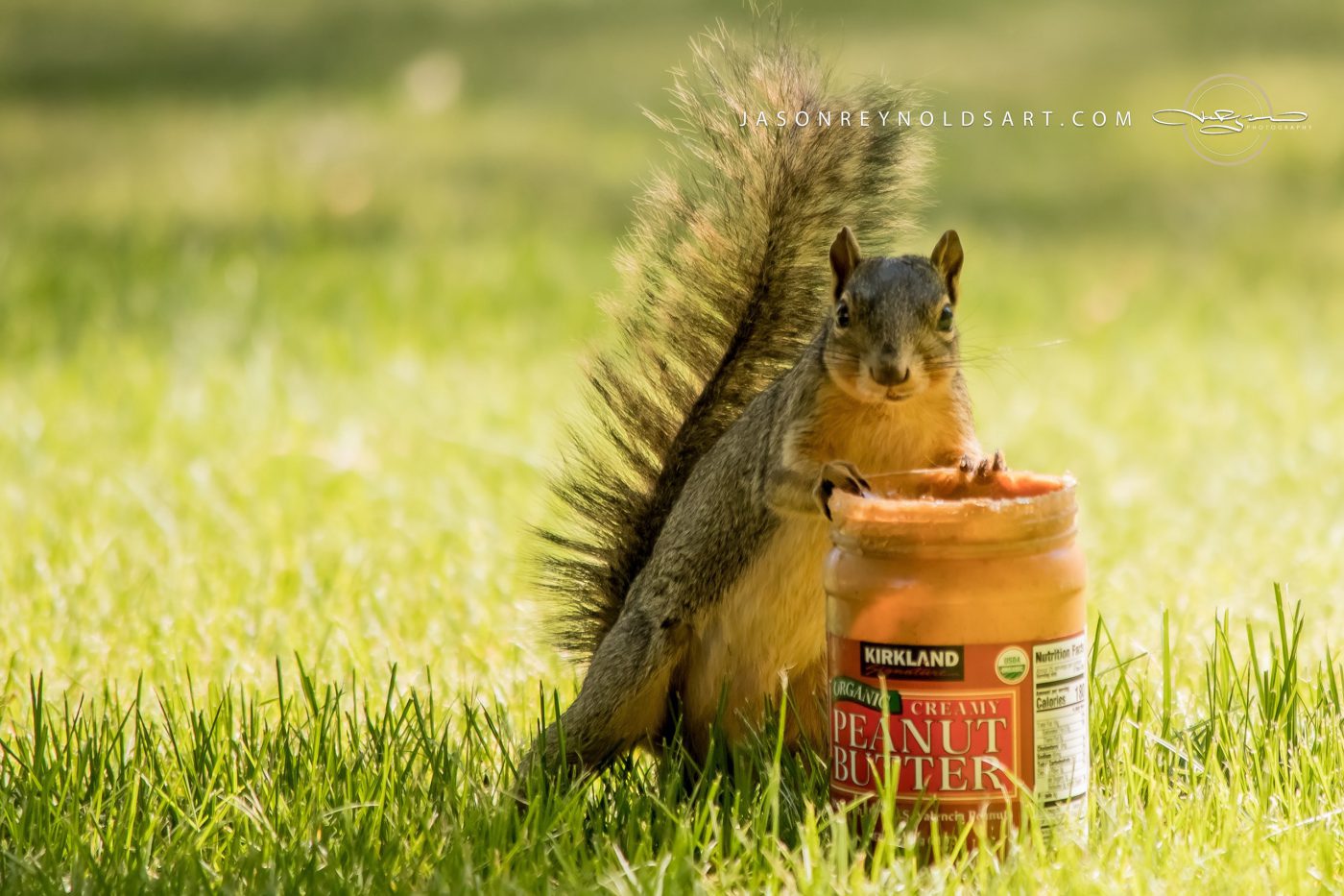 Squirrel with Peanut Butter Jar on Lawn