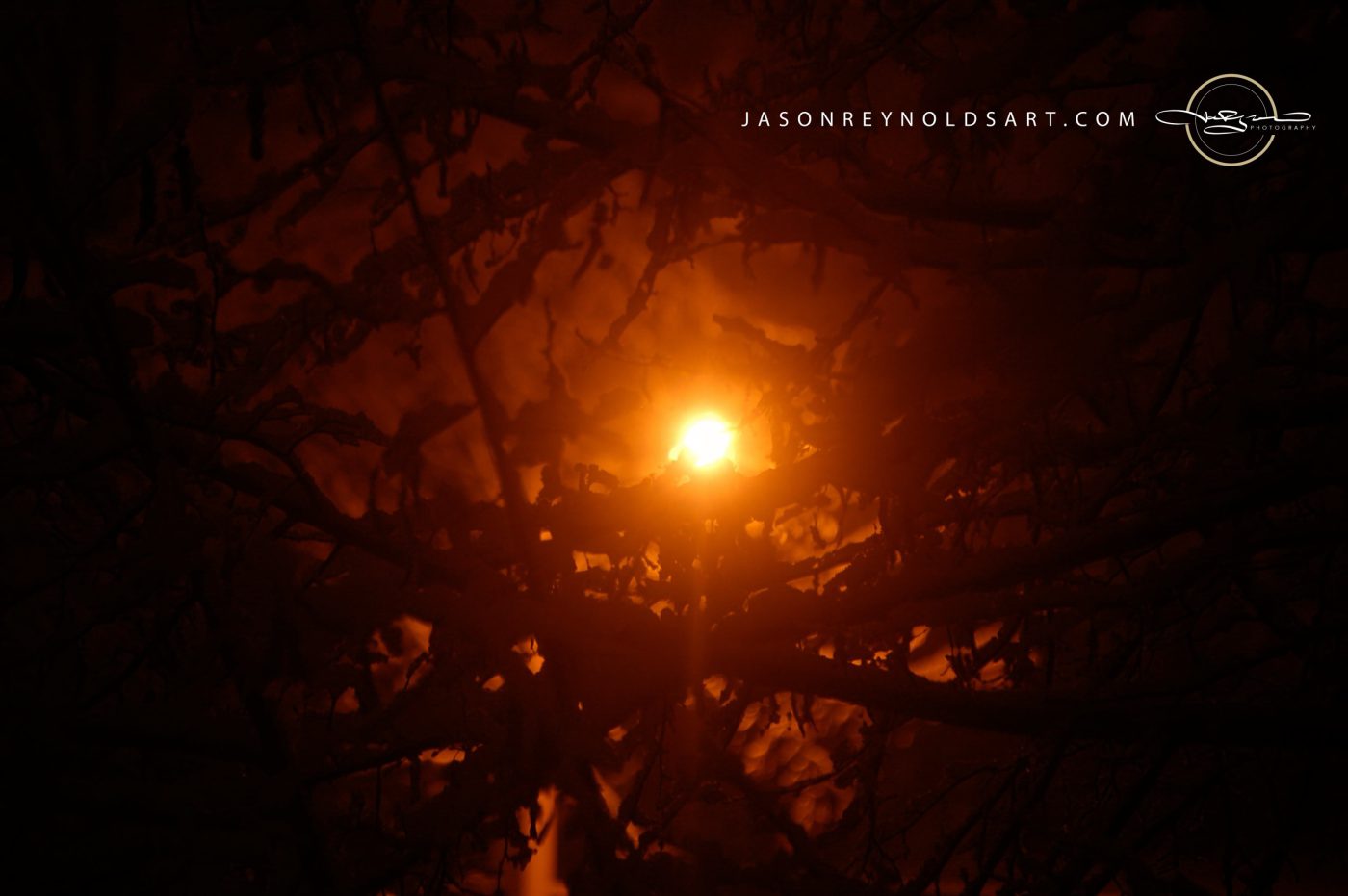 Streetlight Through Snow-Laden Branches