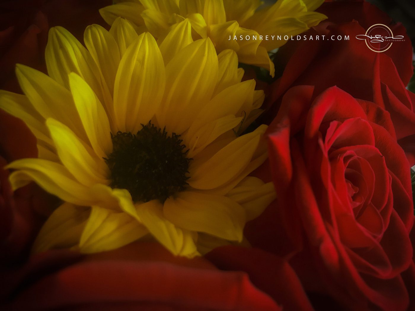 Sunflower and Red Roses — Close-up