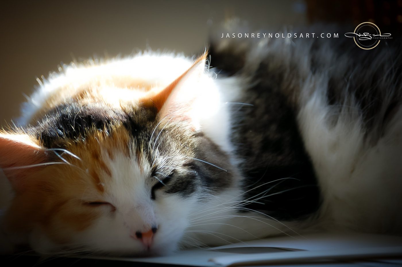 Sunlit calico cat nap — close-up portrait