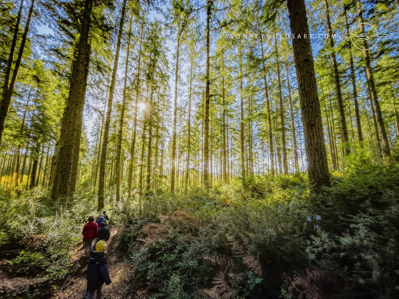 Sunlit Conifer Forest with Hikers on Trail