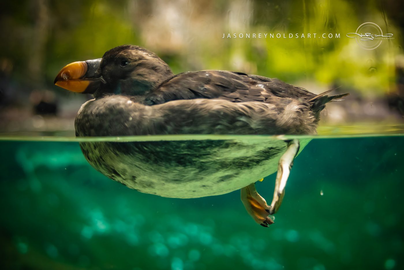 Surfacing seabird with bright orange bill