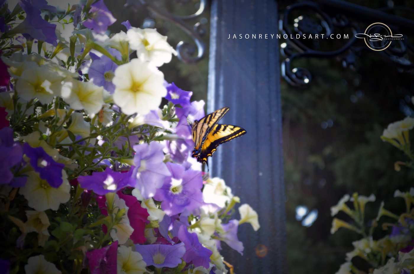 Swallowtail on Purple and Cream Petunias