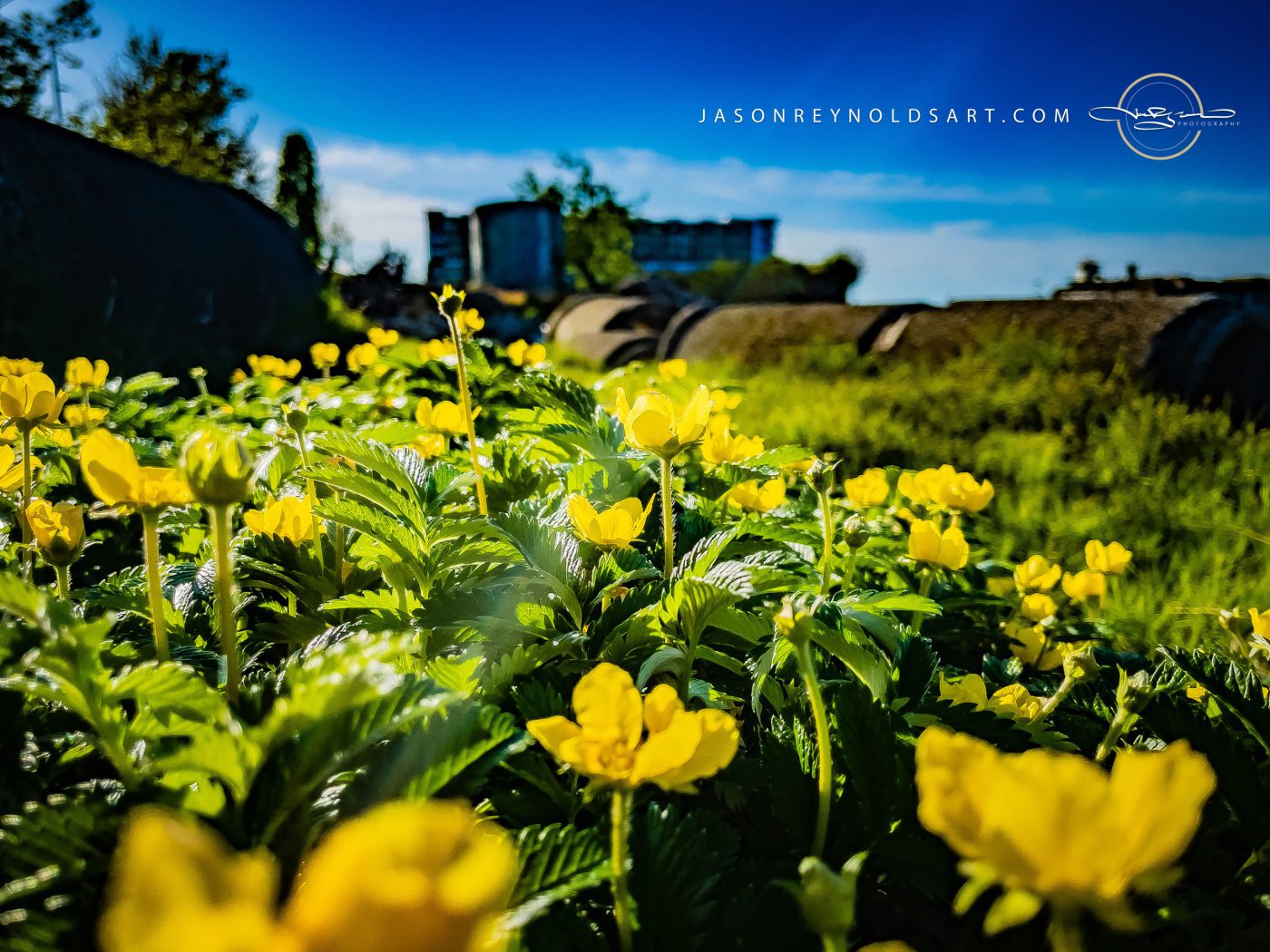 Tacoma — Low-Angle Yellow Wildflowers